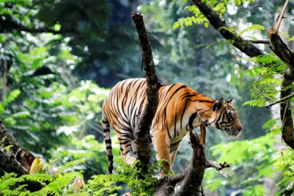 Thekkady