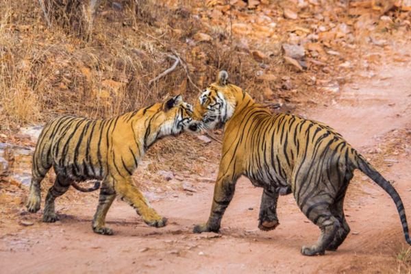 best taxi service in udaipur, Cab service in udaipur, Tempo Traveller in udaipur, Urbania Book in udaipur, udaipur taxi service, Rajasthan taxi